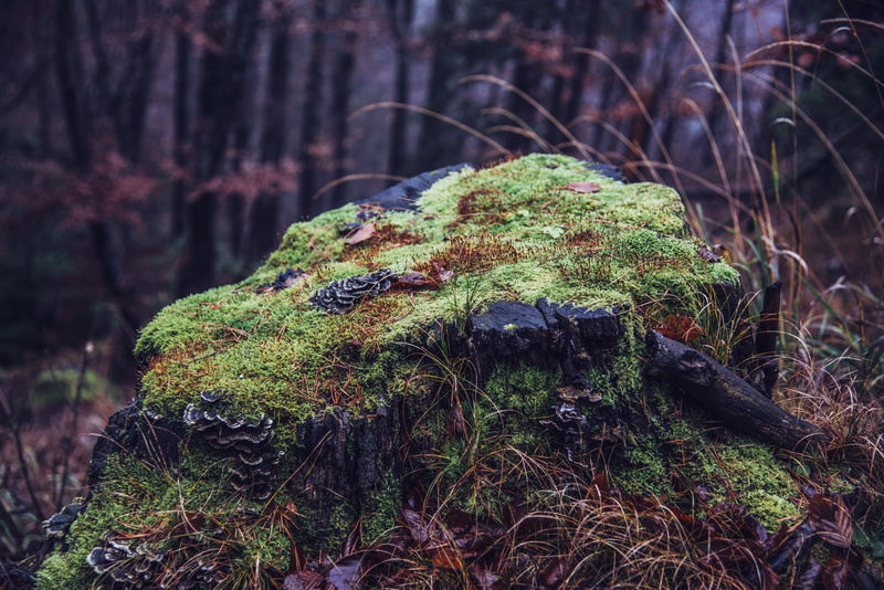 plant, land, forest, moss, focus on foreground, woodland, covering, outdoors, toadstool, tree trunk, green color, lichen, tranquility, trunk, tree, fungus