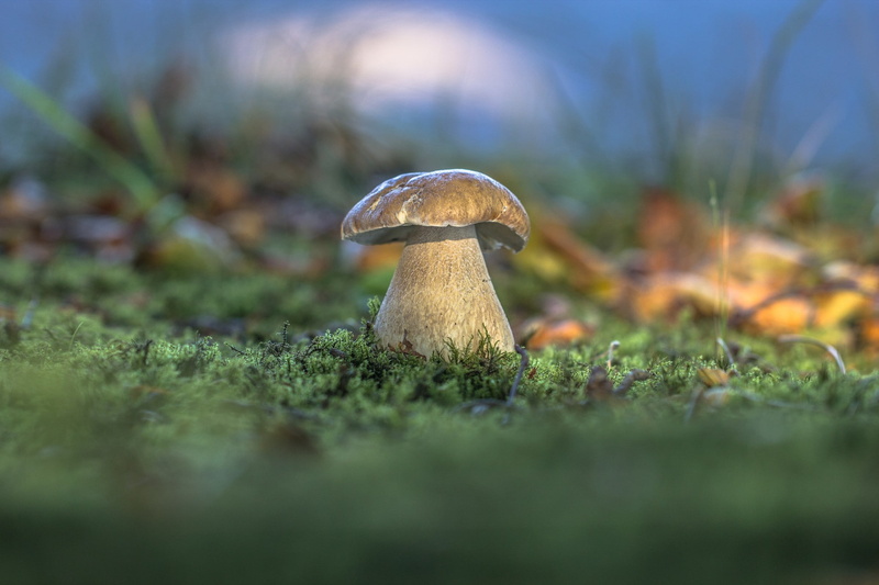 surface level, day, mushroom, close-up, growth, field, 1080P, land, green color, outdoors, beauty in nature, plant, vegetable, moss, food, no people, toadstool