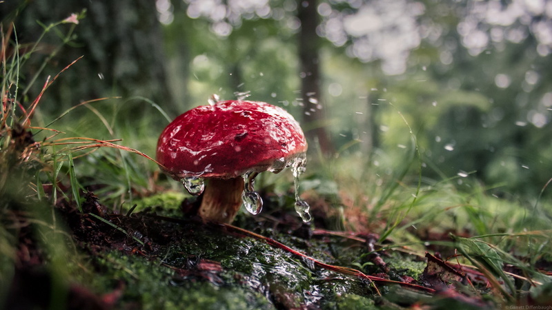 1080P, field, poisonous, nature, forest, outdoors, beauty in nature, no people, selective focus, freshness, day, dew, food, fungus, close-up, land, vegetable