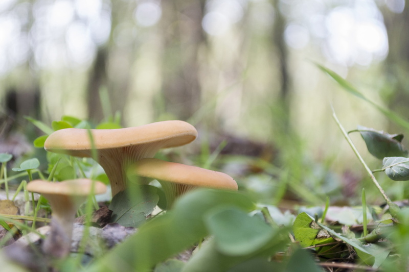 plants, tree, macro, fungus, food, vegetable, land, edible mushroom, forest, close-up, wild, day, plant, growth, toadstool, vulnerability, green color