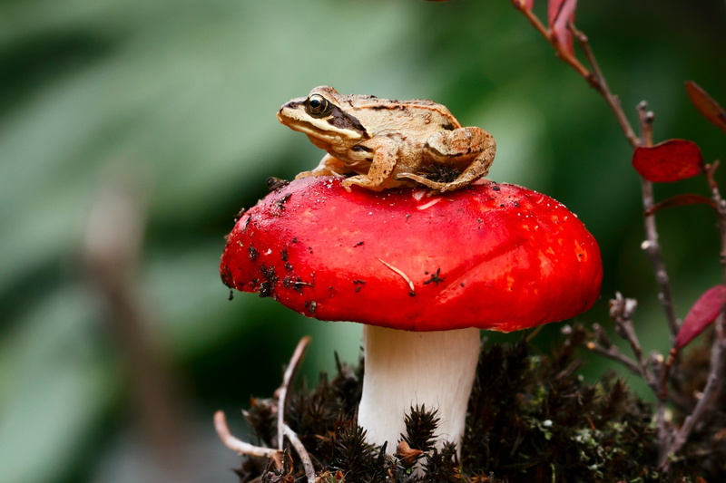 season, frog, vegetable, green Color, mushroom, day, growth, autumn, tree, plant, toxic Substance, grass, toadstool, moss, no people, uncultivated, focus on foreground