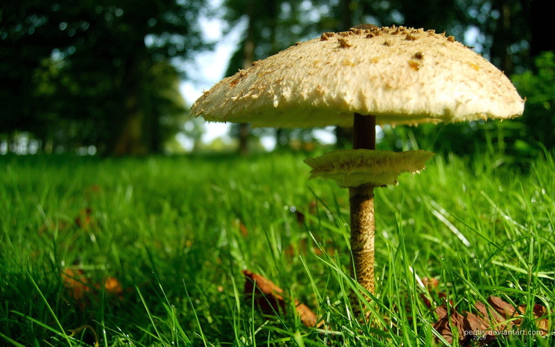 close-up, vulnerability, beauty in nature, surface level, macro, vegetable, focus on foreground, day, food, toadstool, outdoors, grass, mushroom, 1080P