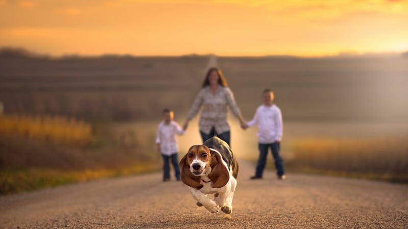 one animal, sky, canine, full length, sunset, outdoors, nature, domestic animals, dog, domestic, families road holding hands depth of field dog animals running beagles jake olson nebraska