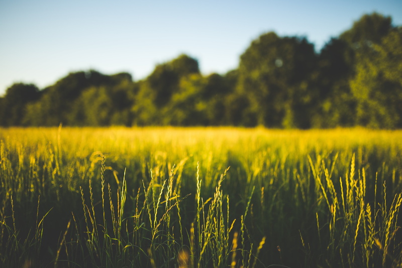 landscape, green, depth of field, 5K, land, tree, field, plant, selective focus, day, crop, rural scene, grass, environment, outdoors, beauty in nature