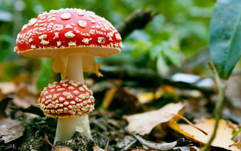 growth, field, leaf, day, toadstool, outdoors, mushroom, spotted, red, fungus, poisonous, plant part, focus on foreground, fly agaric mushroom, no people