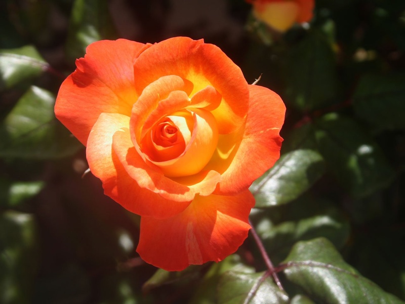 fancy, bloom, bridal, day, romantic, garden, growth, romance, rose - flower, inflorescence, beauty in nature, freshness, flower, vulnerability, proposal