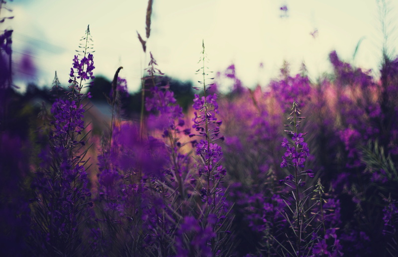 purple flowers, lavender, depth of field, plants, 4K, nature, flowers