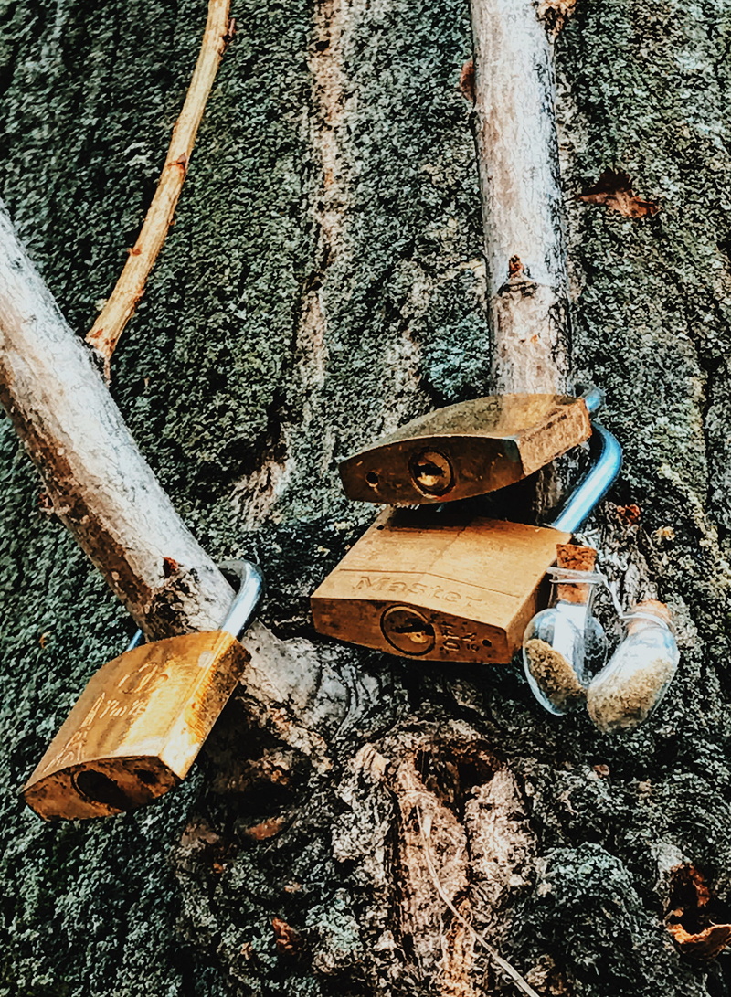 old, no people, tree trunk, environment, abandoned, 4K, wood - material, bark, tree, hand tool, outdoors, trunk, still life, wood, day, nature, padlocks