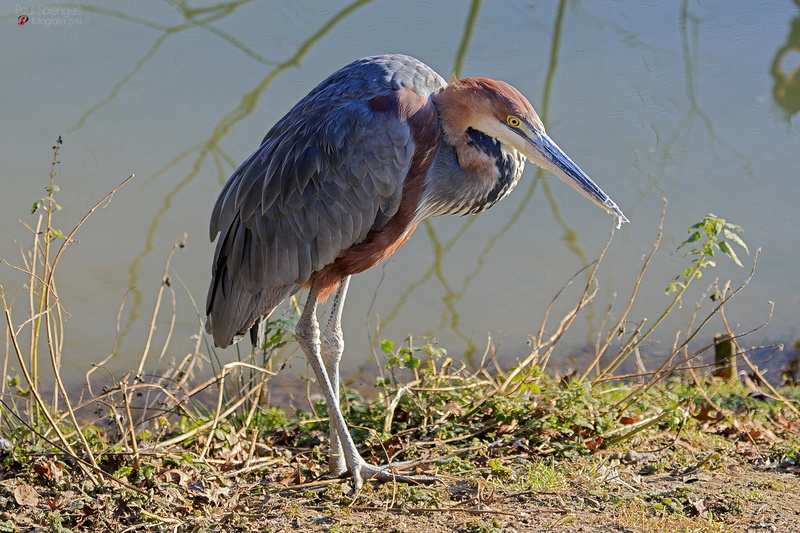 animal themes, stork, lakeshore, outdoors, ibis, heron, animals in the wild, focus on foreground, day, animal wildlife, animal, full length, vertebrate