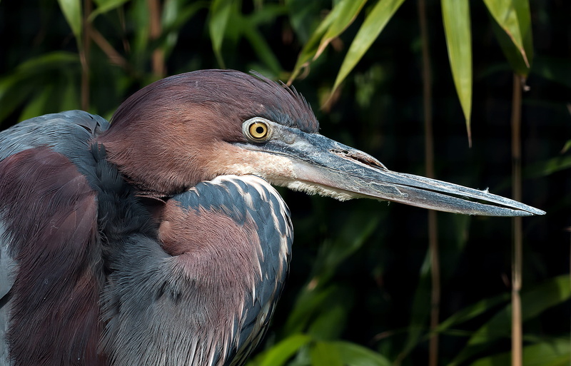 animal themes, day, birds, animal eye, vertebrate, goliath, plumage, bird, 4K, profile view, great blue heron, water bird, close-up, outdoors, black color