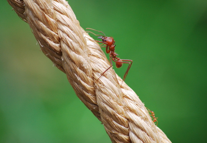 big, animal, animal themes, climbing, 1080P, insect, small, green color, selective focus, no people, zoology, one animal, david and goliath, close up