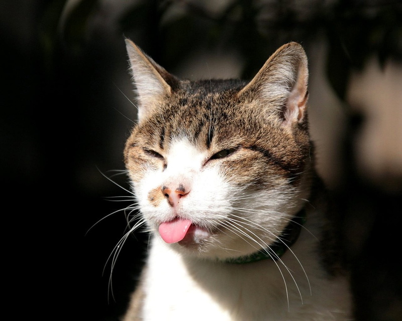 720P, one animal, domestic animals, day, focus, brown, animal themes, photography, animal body part, selective, animal head, animal, eyes closed, domestic cat