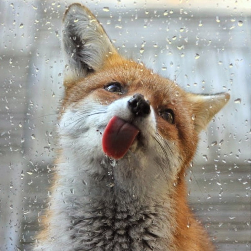 tongue out, window, fox, 720P