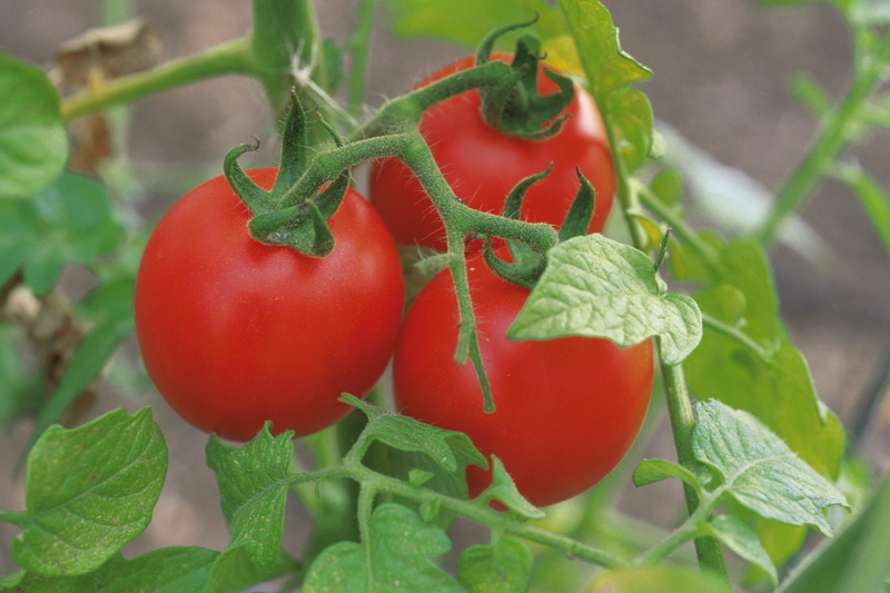 fruit, dieting, tomatoes, food and drink, plant part, organic, wellbeing, raw Food, outdoors, plant, freshness, crop, ripe, summer, vegetable Garden, green Color