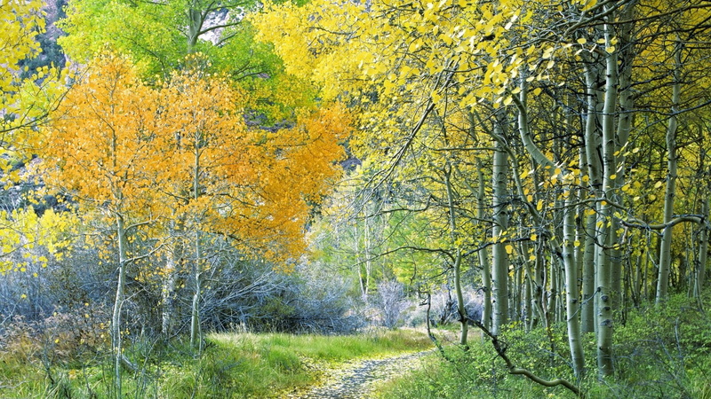 california, 1080P, forests, eastern, sierra, aspen