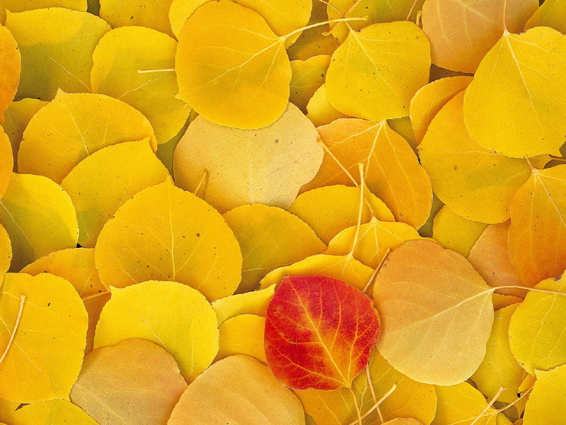 Nature, Autumn, leaves, still life, large group of objects, yellow, day, sierra, fruit, plant, 1080P, aspen, eastern, healthy eating, ripe, natural condition