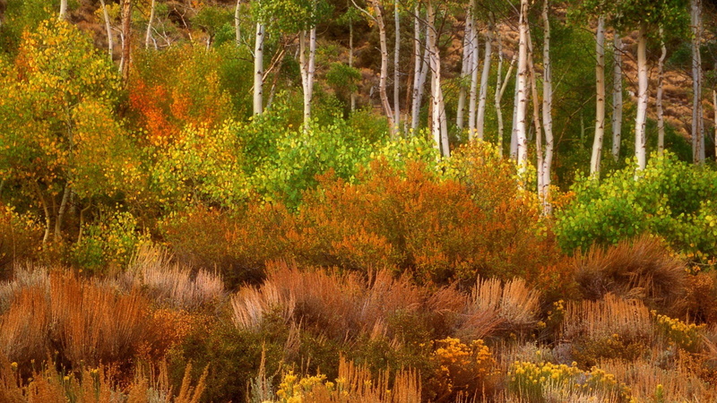 sierra, 1080P, california, eastern, deserts, forests