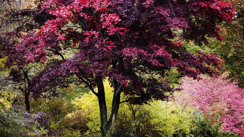 new, nature and landscapes, trees, engl, 1080P, autumn, bushes, vibrant, colors