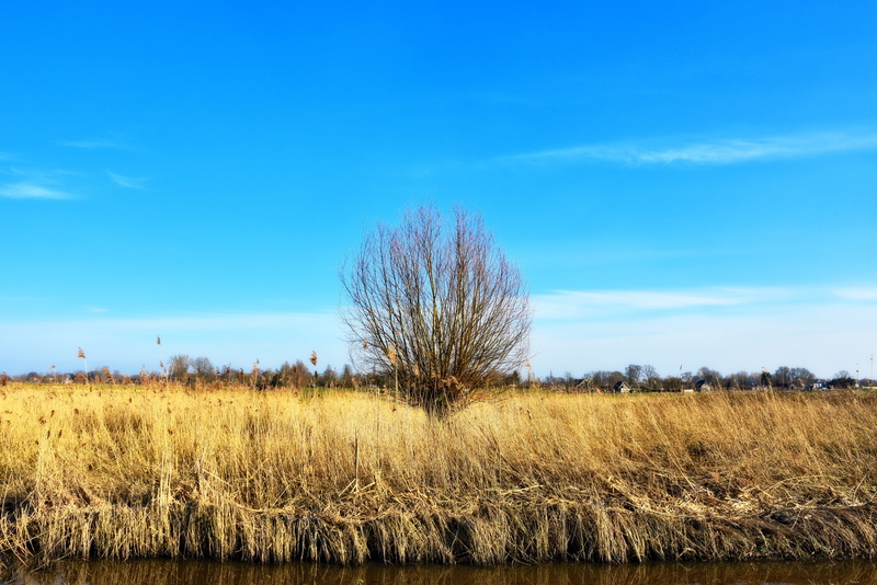 beauty in nature, lonely tree, horizon, tree, reed, 5K, environment, non-urban scene, flat, plant, landscape, dutch landscape, rural, cloud - sky, land