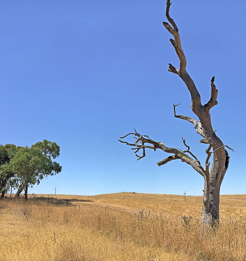  tranquil scene, environment, no people, cloudless, dead plant, tree, outback, landscapes, beauty in nature, copy space, countryside, clear sky