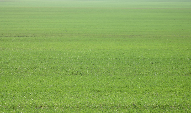 playing field, pasture, grass, countryside, soccer, tranquility, scenic, full frame, land, agriculture, beauty in nature, grassland, day, environment, sport