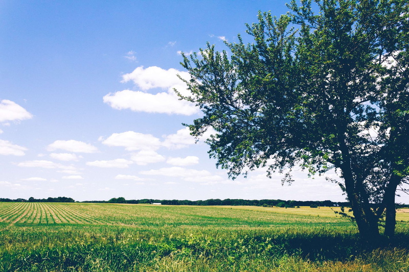 sun, agriculture, flat, flower, land, tranquil scene, 2K, rural scene, day, nature, season, field, plant, hayfield, no people, farmland, crop, country