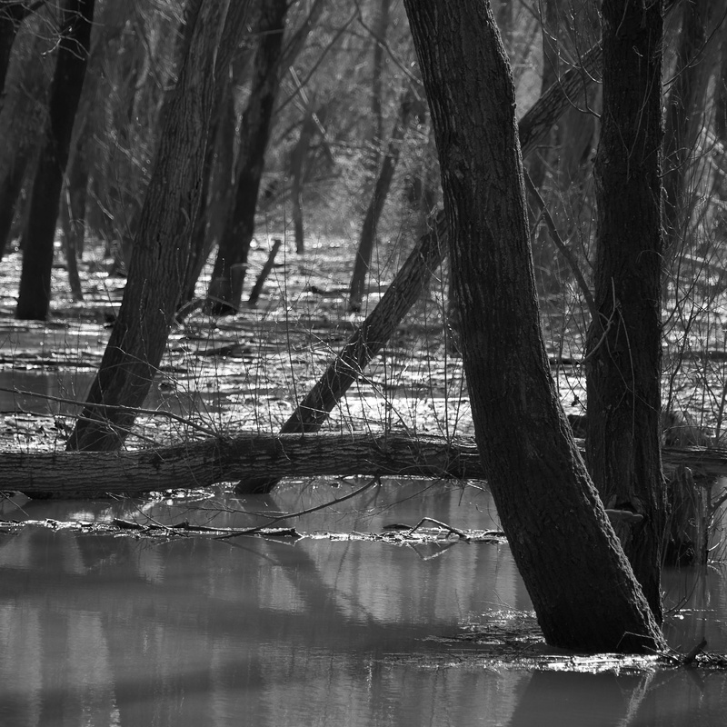 tree, devin, trunk, nature, scenics - nature, small lake near the confluence of the morava and danube rivers in devín, slovak republic, vegetation, marsh
