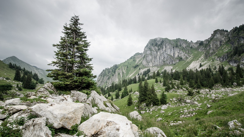 coniferous tree, nature, idyllic, sky, solid, tree, mountai  full hd, tranquility, green color, rock, no people, beauty in nature, environment, mountain