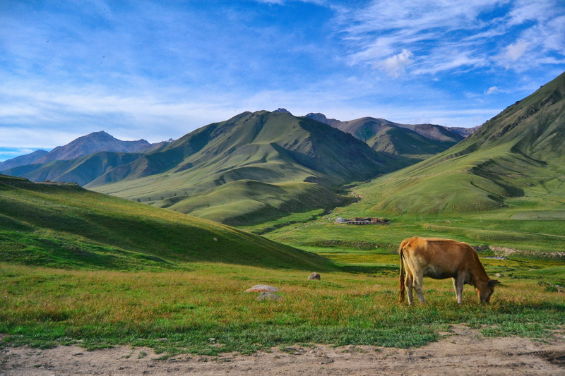 domestic animals, beauty in nature, kyrgyzstan, mammal, farm, mountais, nature, land, song-kul, animal, animal themes, landscape, mountain range, vertebrate