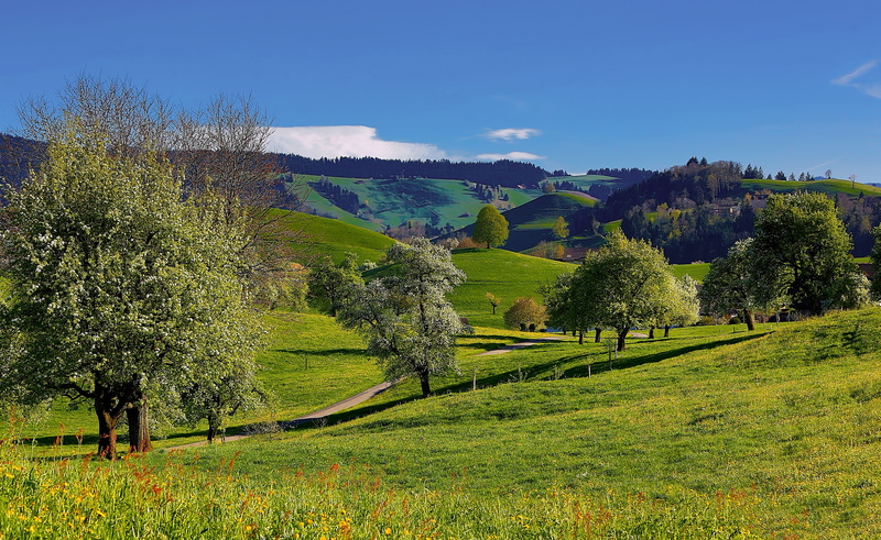 flower, green color, horizontal, hirzel, switzerland, nature, cloud, outdoors, growth, plant, day, grass, forest, land, no people, mountai, idyllic