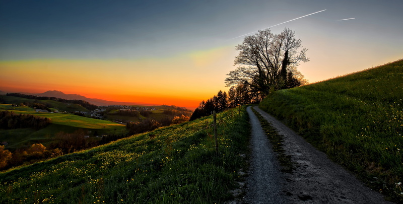 5K, plant, flowers, mountai, road, land, sun, beauty in nature, environment, landscape, direction, tranquility, outdoors, grass, tree, long, diminishing perspective