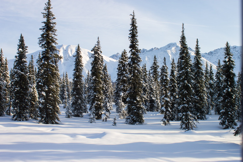 tranquility, outdoors, nature, no people, train, plant, alaska, non-urban scene, trees, sun, land, covering, scenics - nature, beauty in nature, tranquil scene