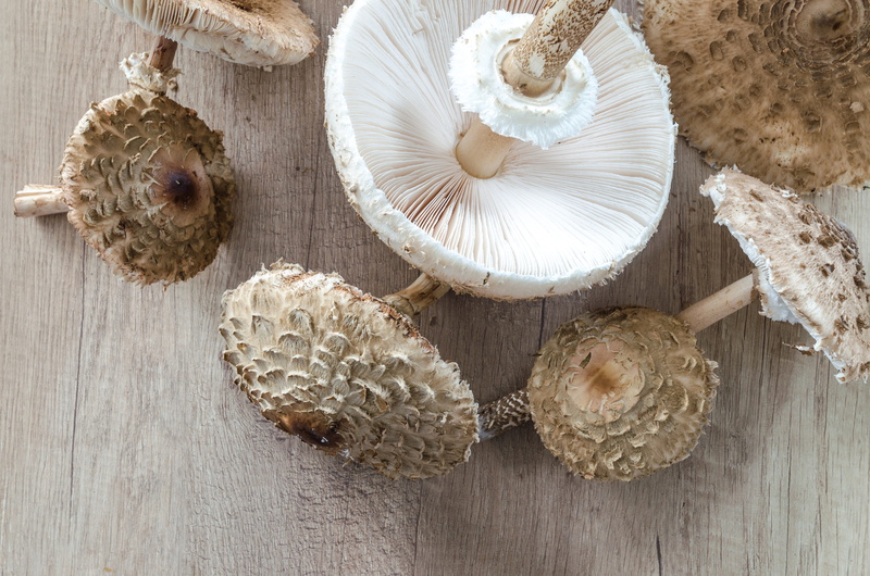 champignon, wood, harvest, grow, raw, taste, champion, edible, wood - material, plant, food, ingredient, collect, eat, spice, garlic, fresh, closeup, oak