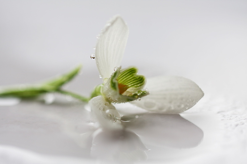 freshness, close-up, photography, nature, plant, 4K, white, petaled, flower, selective, focus