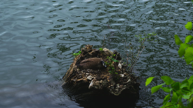 animal, vertebrate, outdoors, animal themes, group of animals, waterfront, brown, no people, animal wildlife, animals in the wild, nature, geese, lake