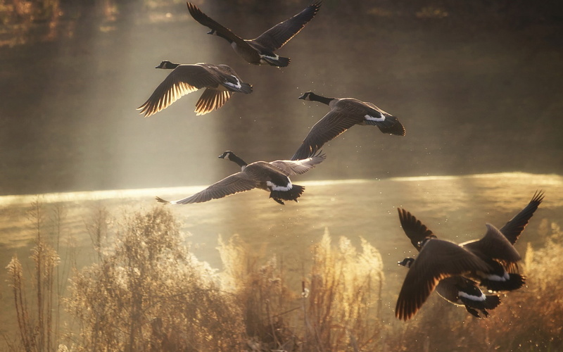 wildlife, sunlight, birds, geese, 1080P, flying