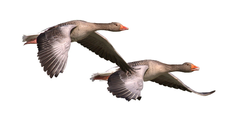 flying, animal wildlife, water bird, low angle view, clear sky, one animal, copy space, bird, goose, animal, animal themes, nature, sky, mid-air, motion