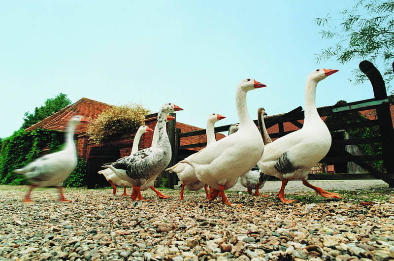 ducks, rural Scene, white, field, animal themes, outdoors, beach, bird, poultry, domestic Animals, 2K, farming, geese, land, nature, chicken - Bird, red