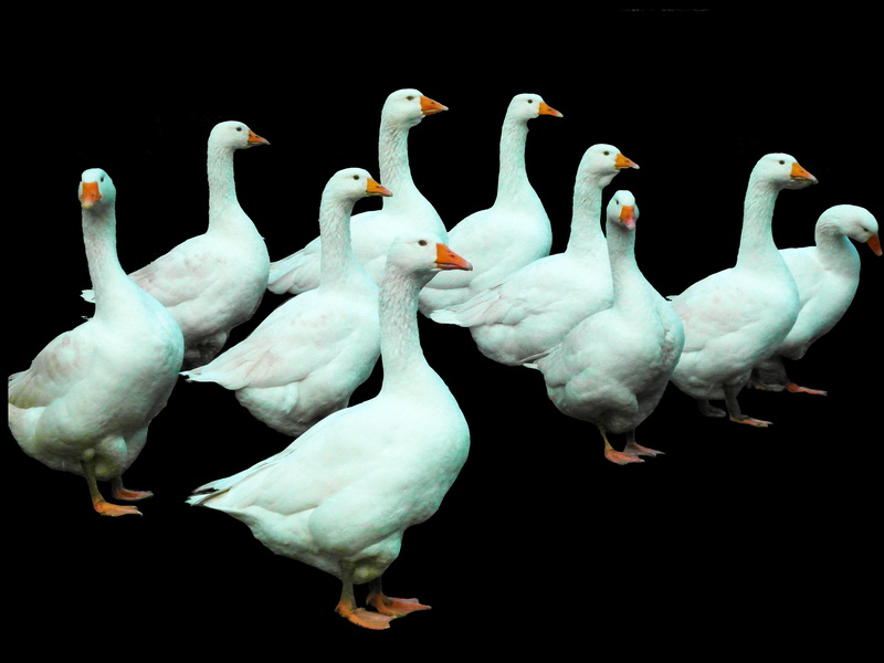 bird, agriculture, breeding, animal themes, geese, isolated, large group of animals, flock of birds, white, animal wildlife, chatter, black background