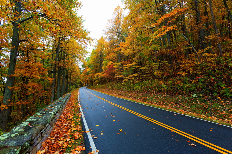 mountain, change, road marking, asphalt, lush Foliage, travel, colorful, forest, vibrant Color, beauty In Nature, plant, landscape, leaves, gold Colored