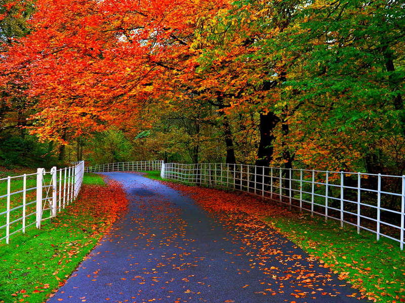 day, 4K, leaves, road, change, vibrant Color, trees, multi Colored, maple Tree, autumn collection, path, footpath, diminishing perspective, tranquility