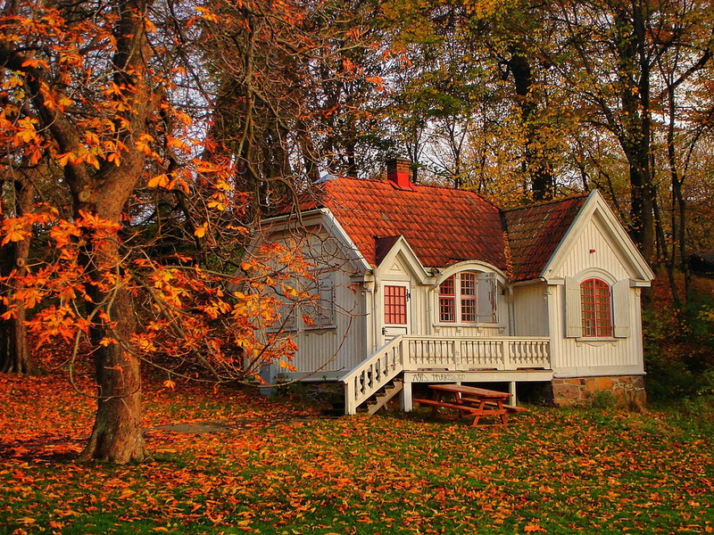 yellow, leaf, rural Scene, trees, tree, change, architecture And Buildings, leaves, scenics, white, nature, day, no People, window, building, built Structure