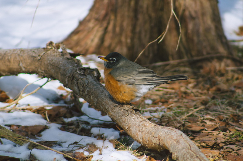 new england, snow, plant, no people, beak, tree, animal wildlife, one animal, 5K, animal themes, day, perching, animal, rhode island, nature, full length