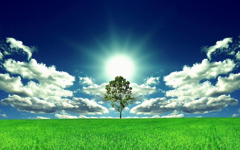 sunny, perfection, freshness, blue, sunbeam, growth, field, horizon Over Land, trees, nature, non-Urban Scene, lens flare, tree, fields, tranquility, outdoors