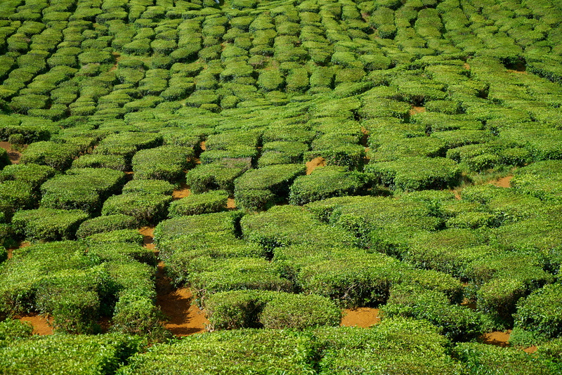 magnificent, environmental, background, field, summer, tea plants, mountain, leaves, tranquility, forest, the leaves are, 5K, day, green, scenics - nature