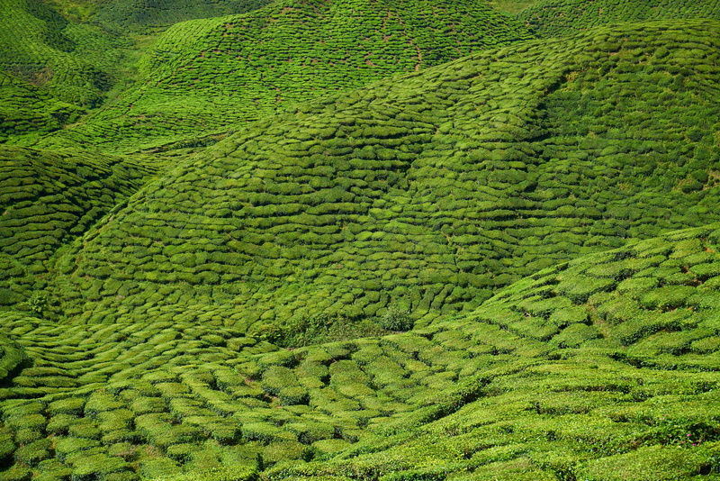 mountain, lush foliage, asian, malaysia, outdoors, nature, texture, angle, tranquility, green color, leaves, view, tea, rural scene, foliage, peace, crop