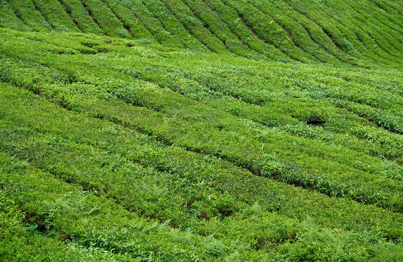 tranquility, asian, leaves, landscape, the tea plantations, the leaves are, rural, green color, sunny, no people, tranquil scene, peace, taylor, tree, day