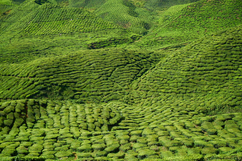 morning, asian, tea, no people, lush foliage, mountain, sunny, beauty in nature, scenics - nature, green color, tranquil scene, day, beautiful, rural scene