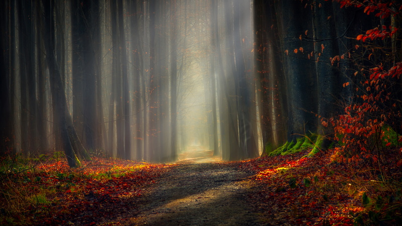 Pathway, 5K, Sunlight, Forest, 5K, Autumn