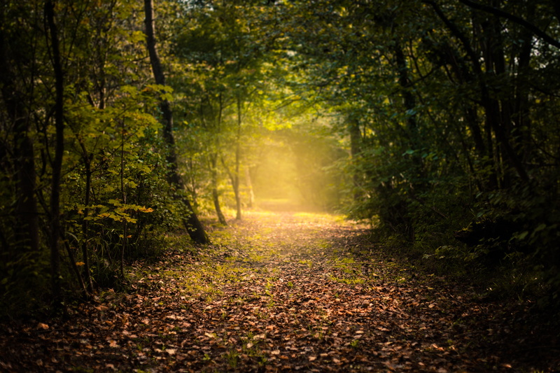 4K, Path, 5K, Forest, Foliage, Mystic, Autumn